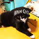Brain cosy black knitted beanie bobble hat with grey pom pom and white embroidered lettering worn by a black and white cat. Designed by Katie Abey in the UK
