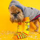  A grumpy dog dressed in a grey hoodie, modelling the “Woke Up and Chose Violence” socks on its front paws, showcasing the quirky hamster and rainbow design in a fun and chaotic setting.