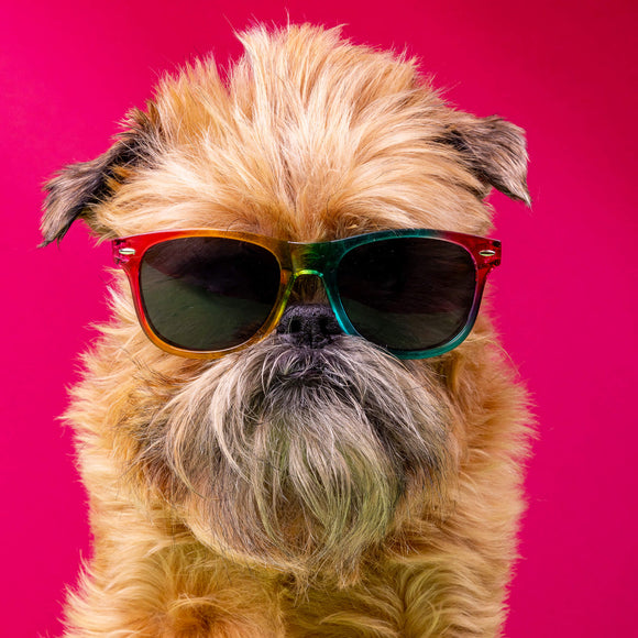 brian a Brussell griffon dog with longish ginger hair is wearing rainbow proud weirdo sunglasses against a pink background