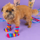 Brian the dog is wearing Katie Abey I fucking hate people socks with an orange cat holding a sign. They are rainbow striped and lovely and vibrant. The model is stood on a yellow floor with balloons, confetti and ribbons